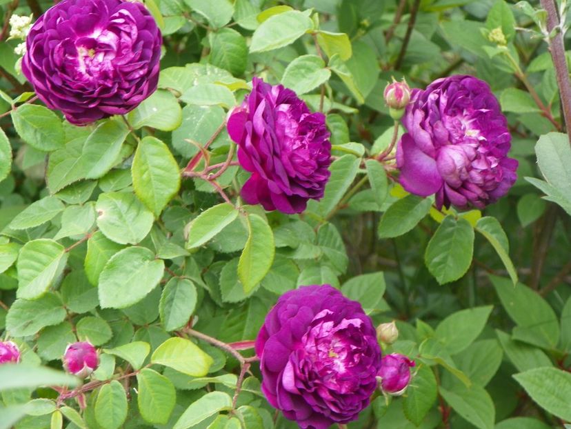 Cardinal de Richelieu - Trandafiri 2018