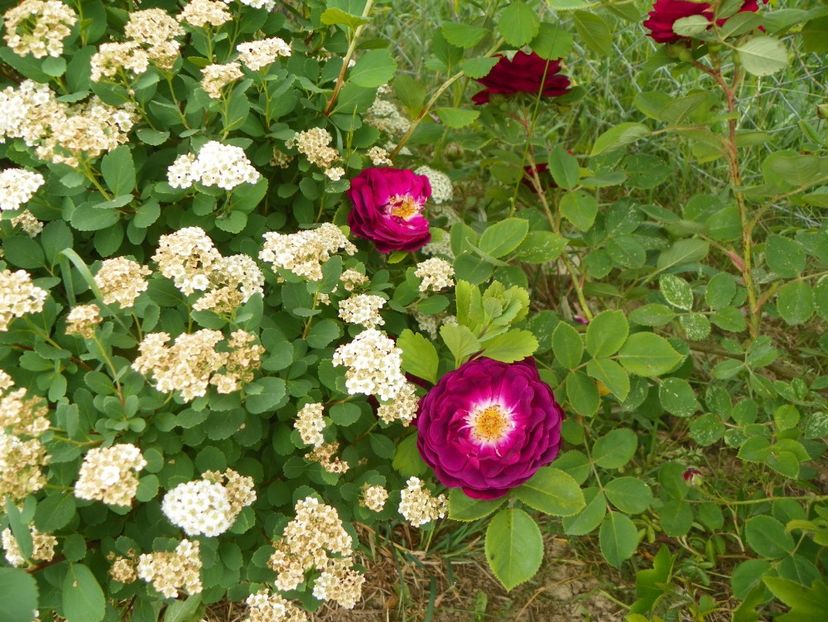 Gipsy Boy - Trandafiri 2018