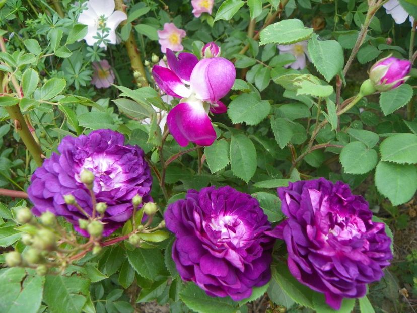 Cardinal de Richelieu - Trandafiri 2018