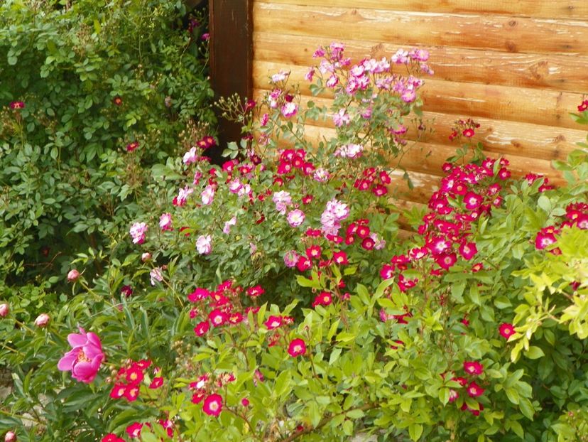 Lavender Dream si Red Ballerina - Trandafiri 2018