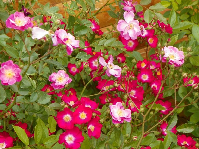 Lavender Dream si Red Ballerina - Trandafiri 2018