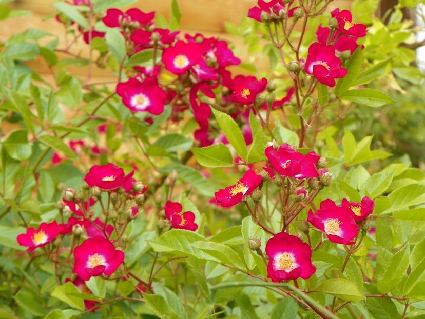 Lavender Dream si Red Ballerina - Trandafiri 2018