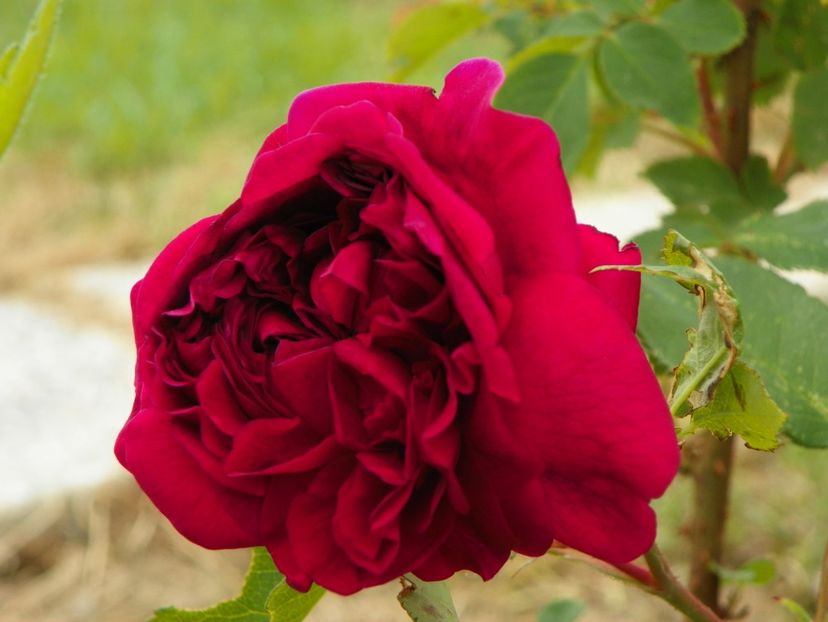 William Shakespeare - Trandafiri 2018