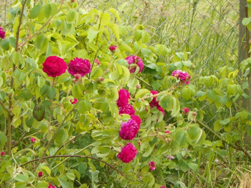 Aimable Rouge - Trandafiri 2018