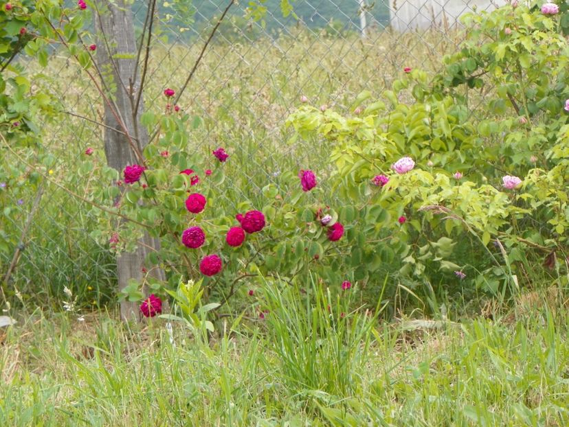Aimable Rouge - Trandafiri 2018