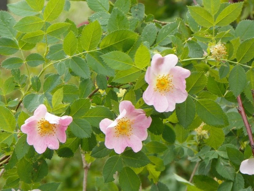 rosa canina - Trandafiri 2018
