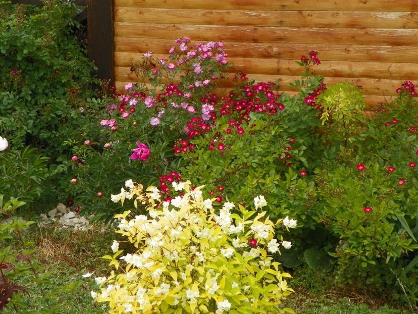 Lavender Dream si Red Ballerina - Trandafiri 2018