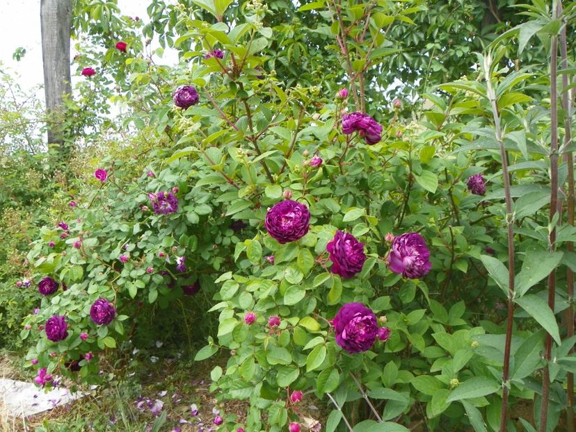 Cardinal de Richelieu - Trandafiri 2018