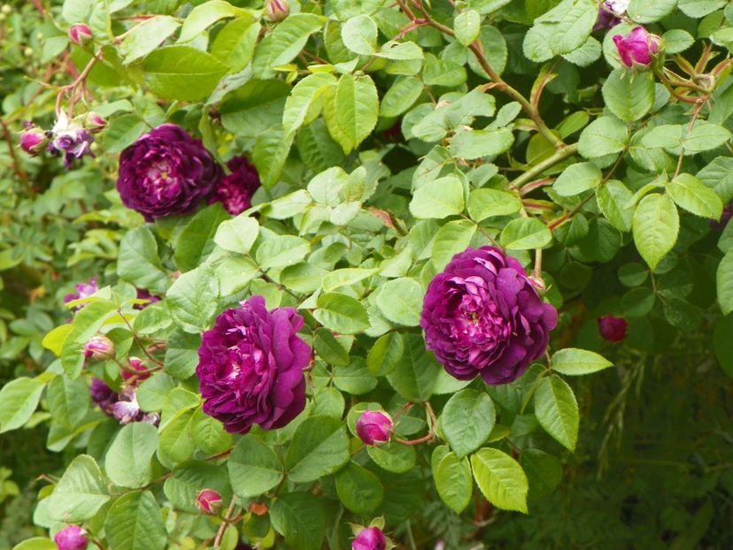 Cardinal de Richelieu - Trandafiri 2018