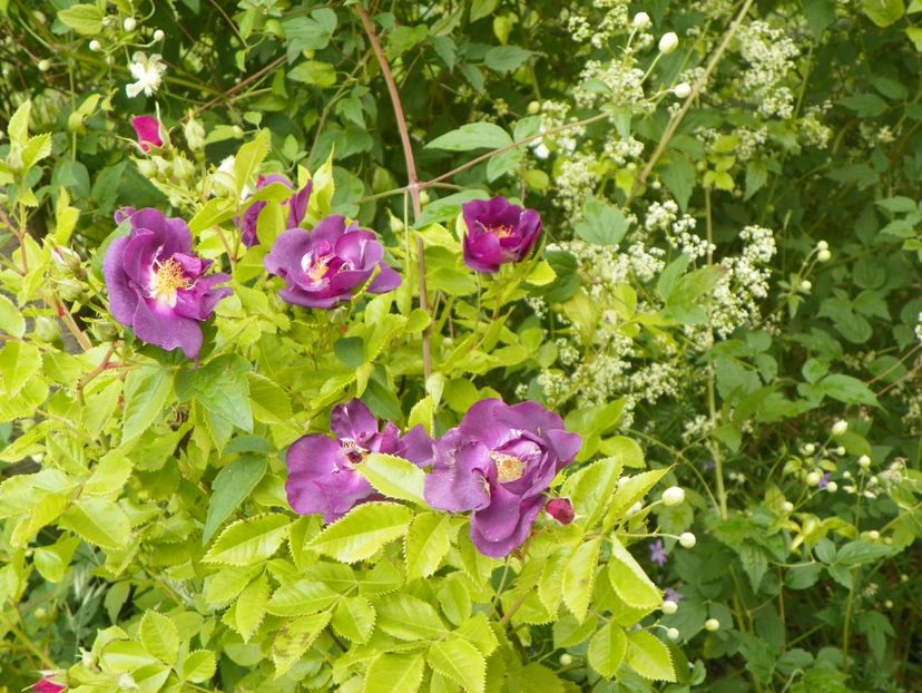 Chewbluemore - Trandafiri 2018