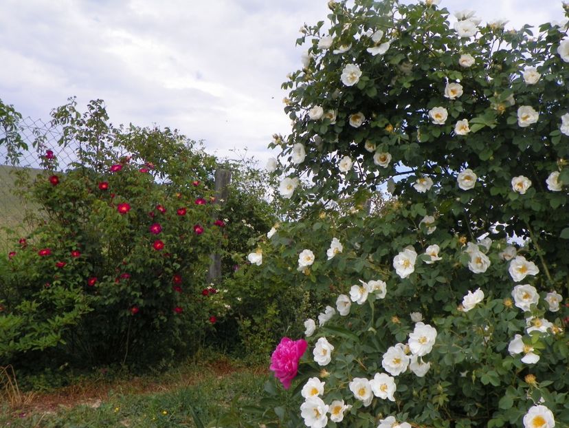 Alba Semiplena - Trandafiri 2018