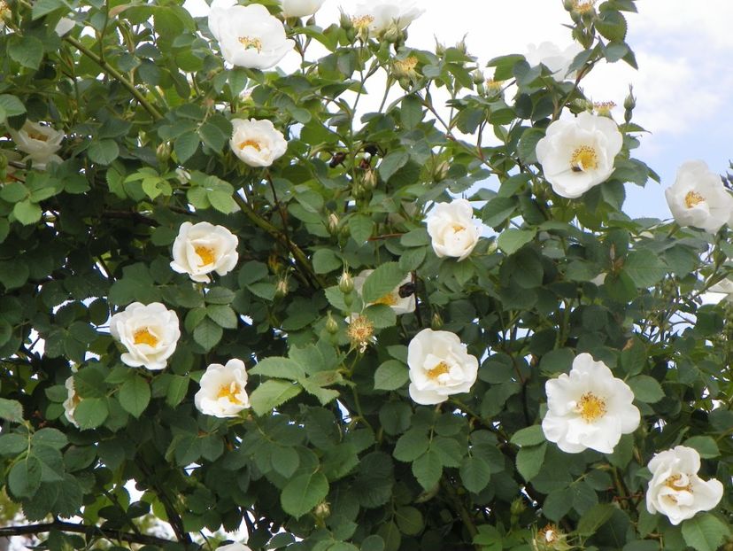 Alba Semiplena - Trandafiri 2018