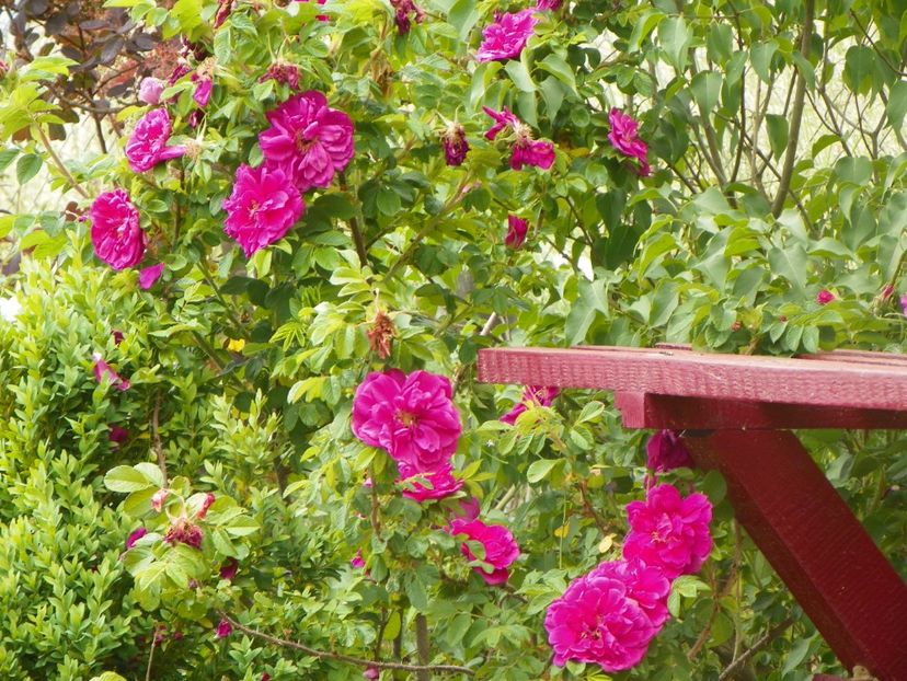 Hansa - Trandafiri 2018