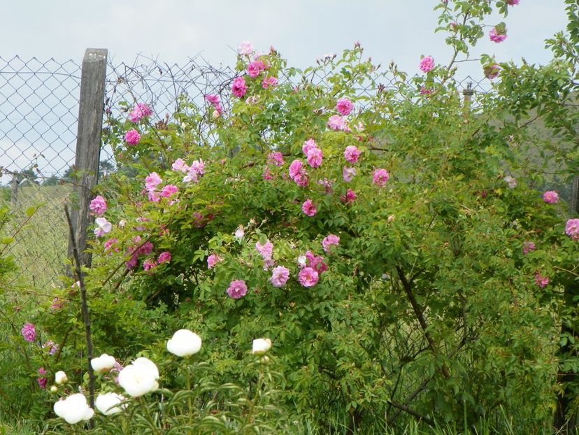 Kazanlik - Trandafiri 2018