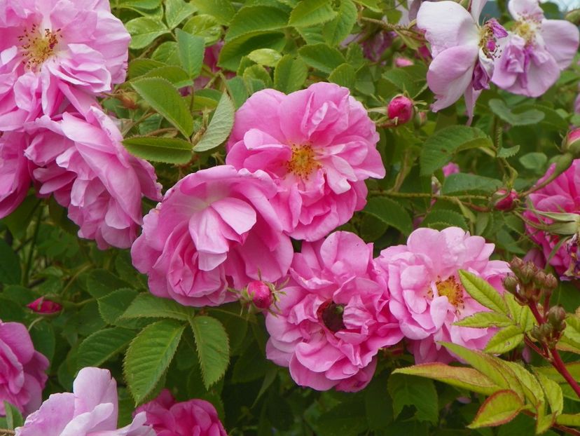 Kazanlik - Trandafiri 2018