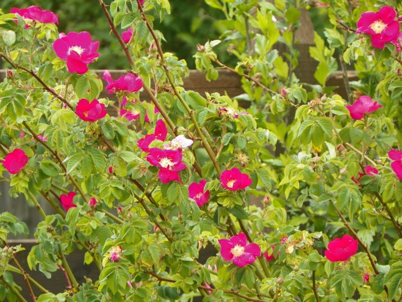 Splendens - Trandafiri 2018