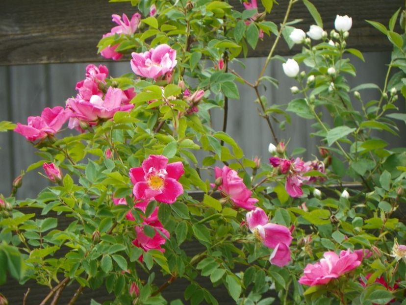 William Baffin - Trandafiri 2018