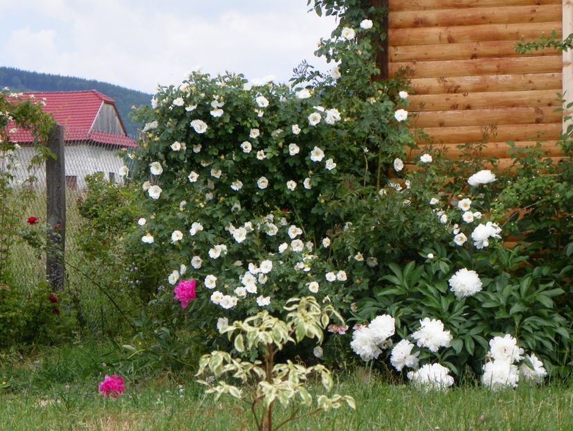 Alba Semiplena - Trandafiri 2018