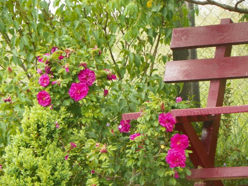 Hansa - Trandafiri 2018