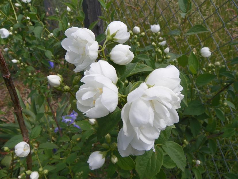 philadelphus Virginal - Dobarland 2018 2
