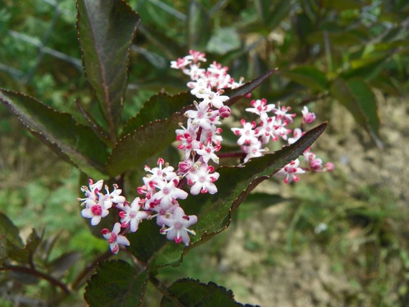 sambucus Guincho Purple - Dobarland 2018 2