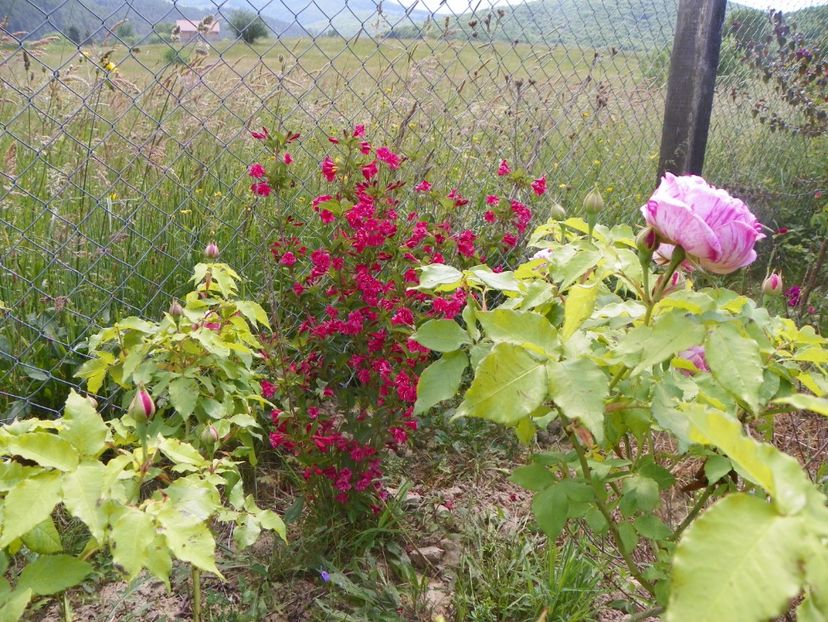 weigela Eva Rathke - Dobarland 2018 2