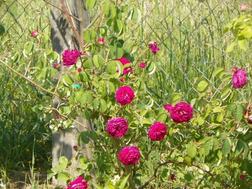 Aimable Rouge - Trandafiri 2018