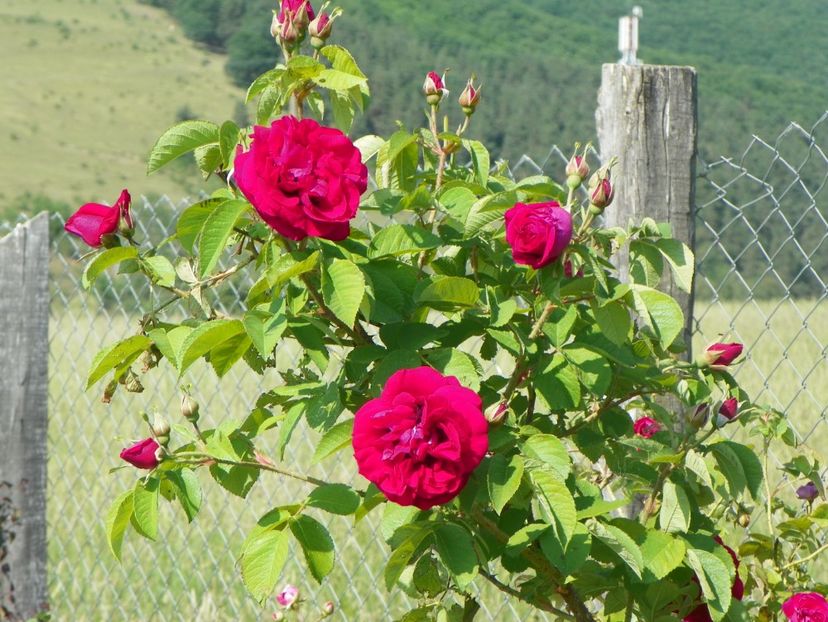 Ruskin - Trandafiri 2018