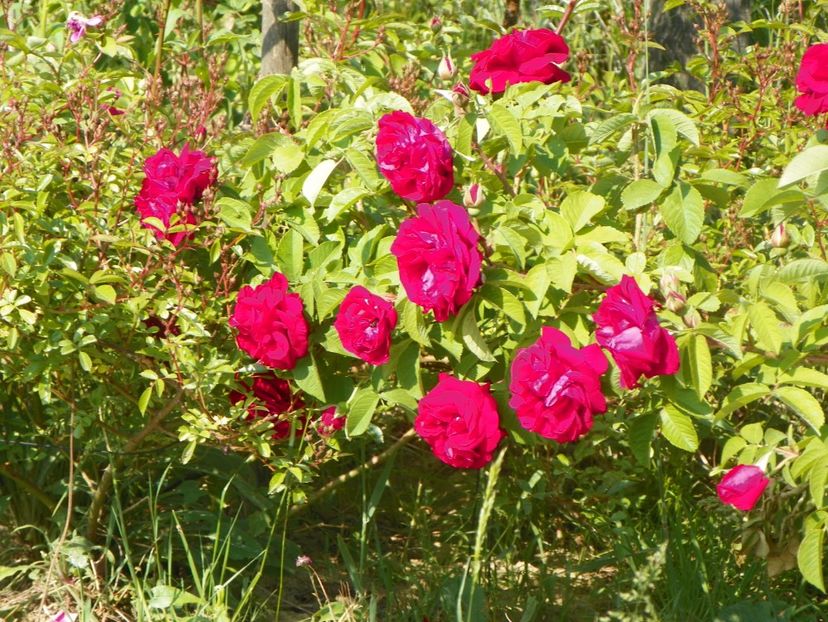 Ruskin - Trandafiri 2018