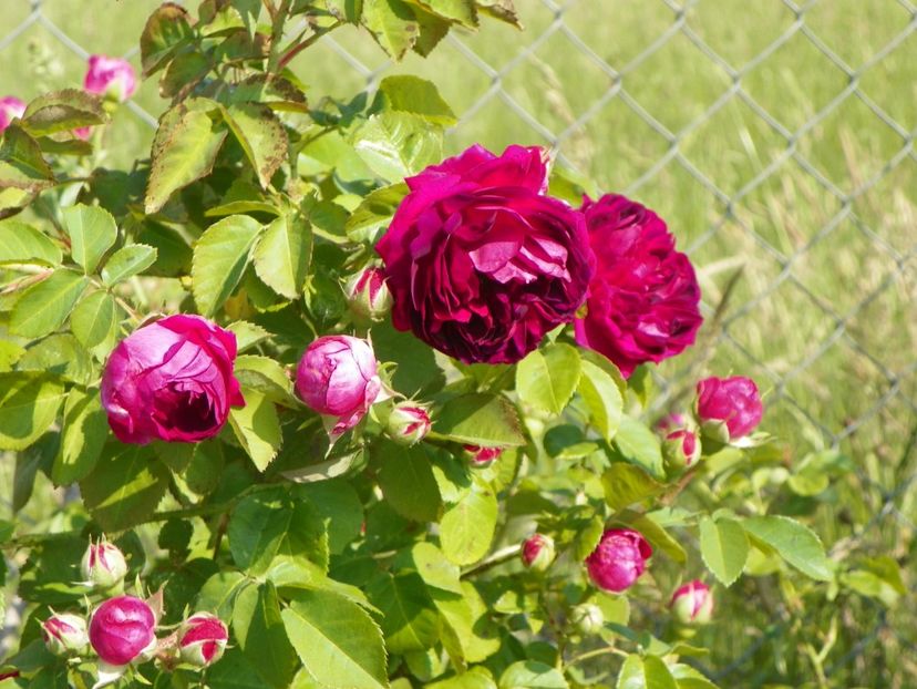 Great Western - Trandafiri 2018