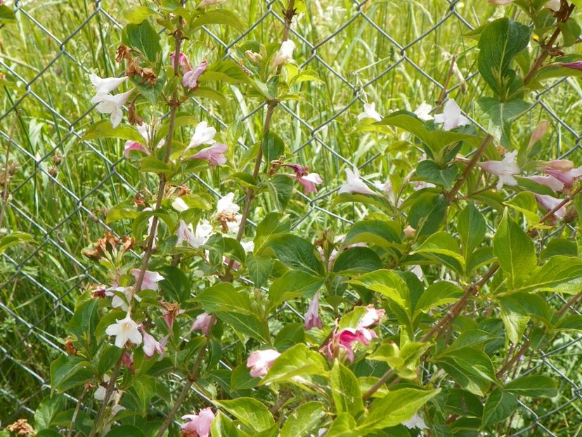 weigela alb-roz - Dobarland 2018 2