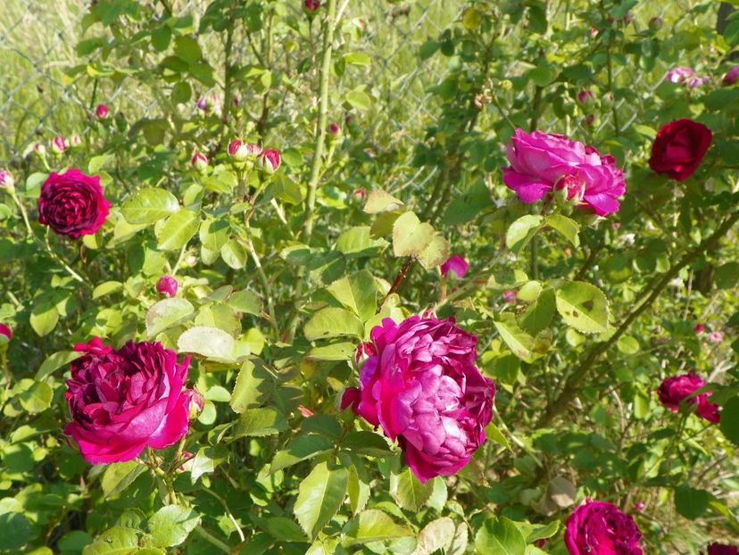 Great Western - Trandafiri 2018