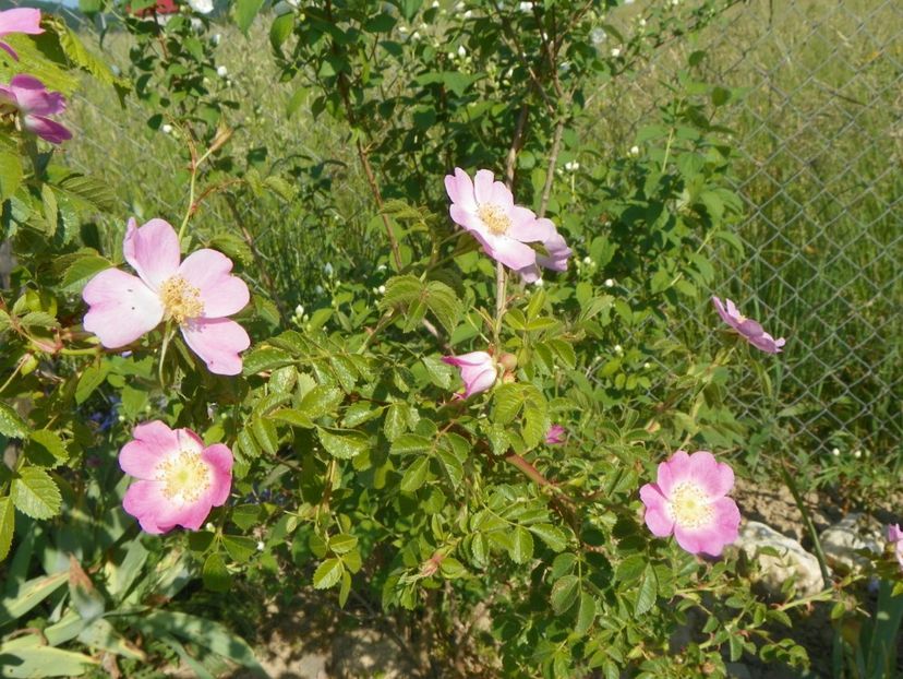rosa canina - Trandafiri 2018