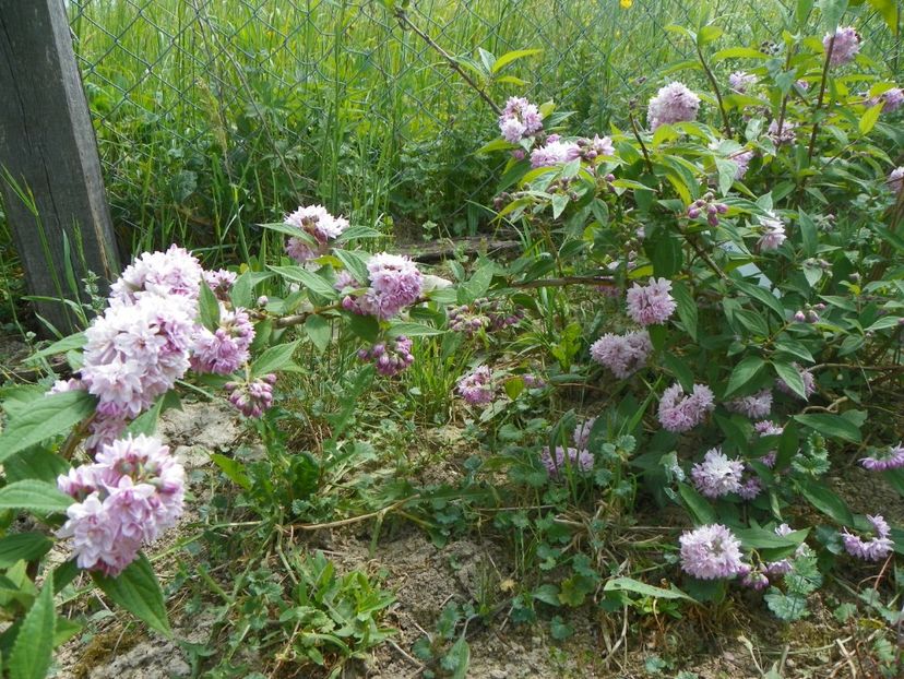 deutzia Rosea Plena - Dobarland 2018 2