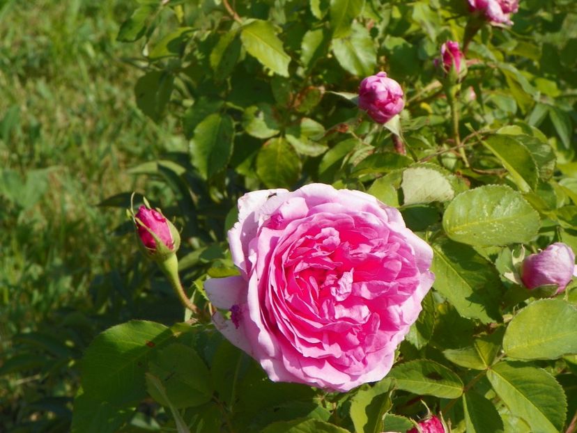 Compte de Chambord - Trandafiri 2018