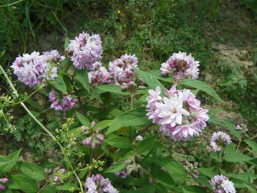 deutzia Rosea Plena - Dobarland 2018 2