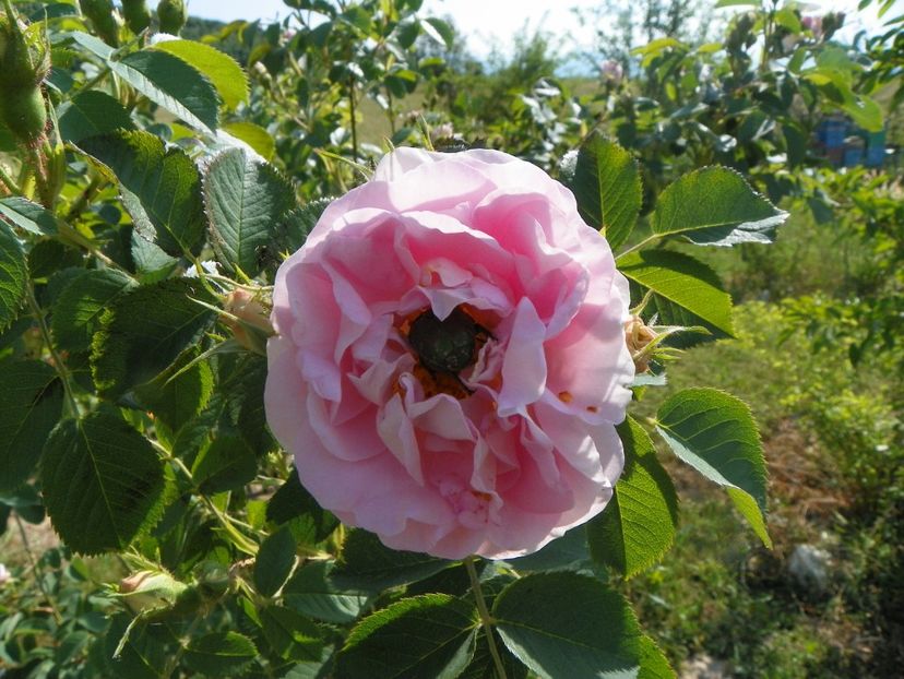 Cuisse de Nymphe - Trandafiri 2018