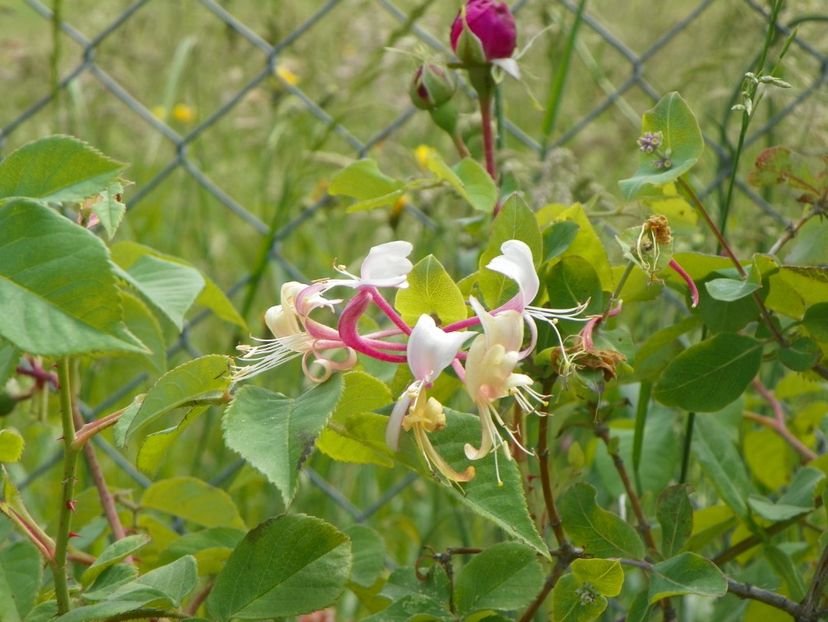 lonicera belgica - Dobarland 2018 2