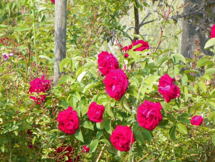 Ruskin - Trandafiri 2018