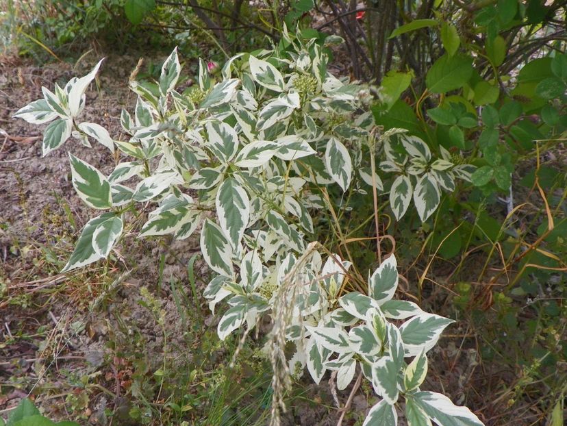 cornus sericea White Gold - Dobarland 2018 2