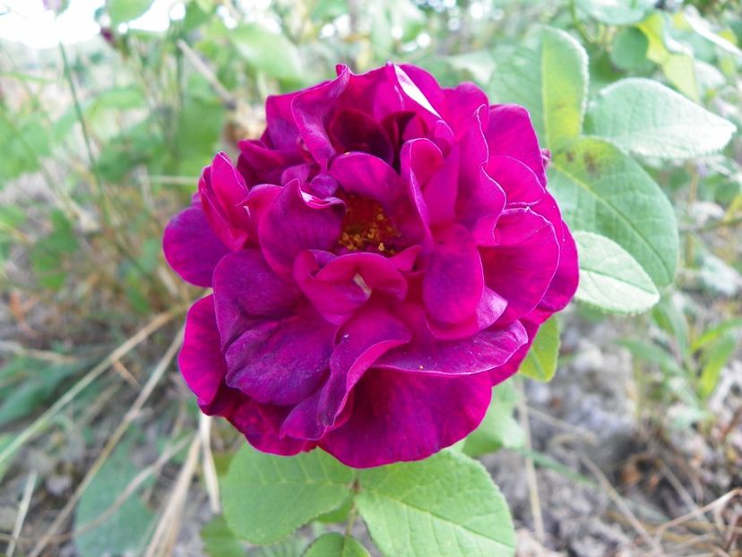 Sissinghurst Castle - Trandafiri 2018