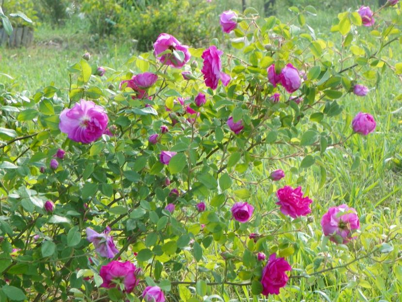 Pompon de Bourgogne - Trandafiri 2018
