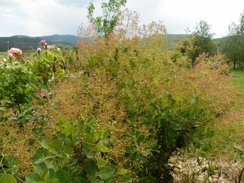 cotinus coggyria Young lady - Dobarland 2018 2