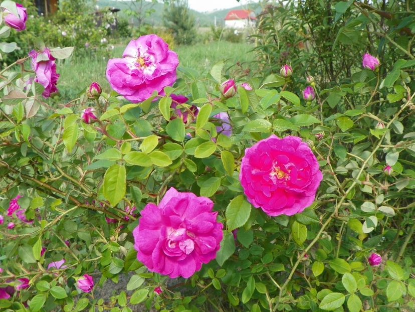 Pompon de Bourgogne - Trandafiri 2018