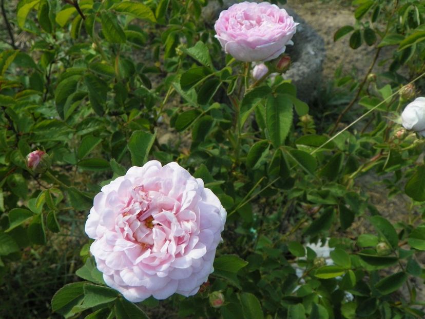 Duchesse de Montebello - Trandafiri 2018