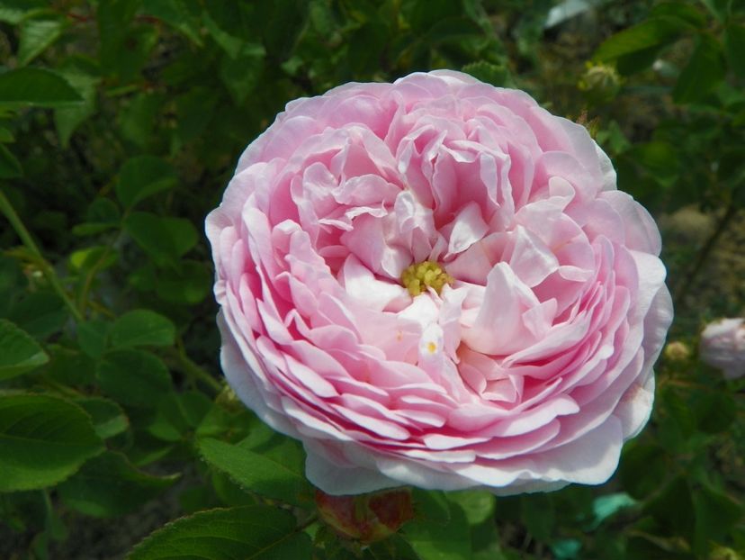 Duchesse de Montebello - Trandafiri 2018