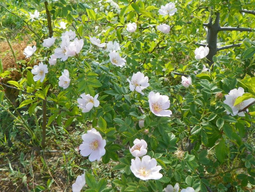 rosa canina - Trandafiri 2018