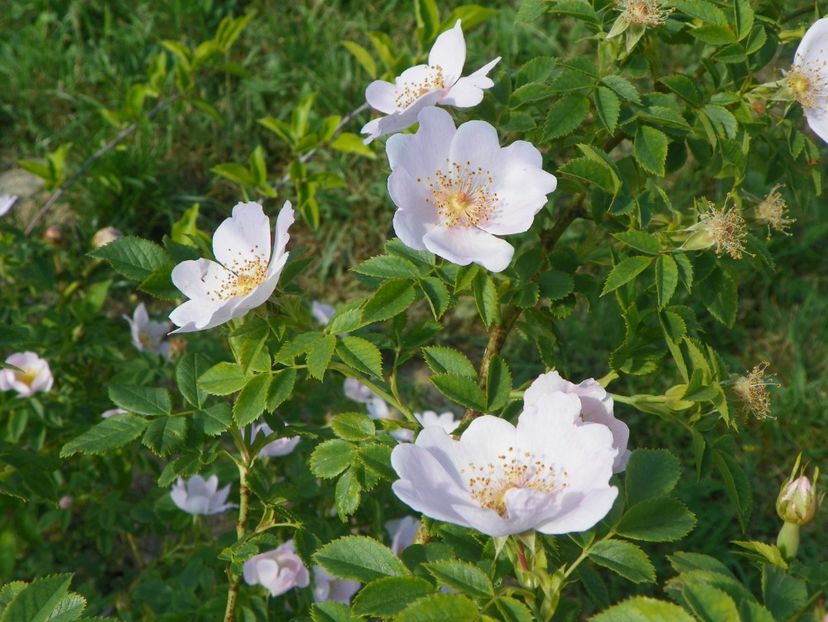 rosa canina - Trandafiri 2018