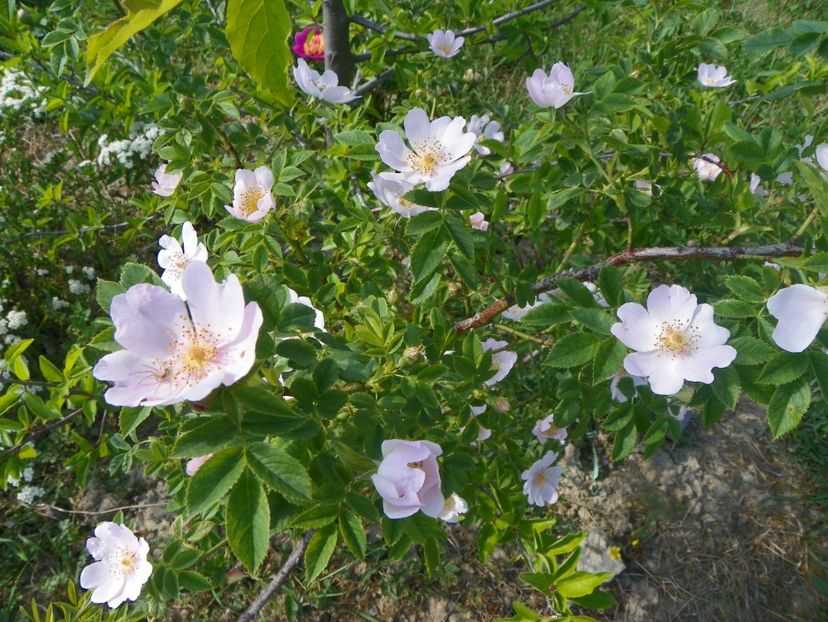 rosa canina - Trandafiri 2018