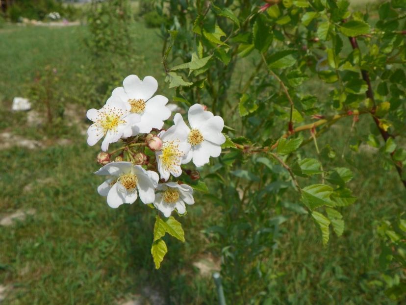 rosa multiflora - Trandafiri 2018